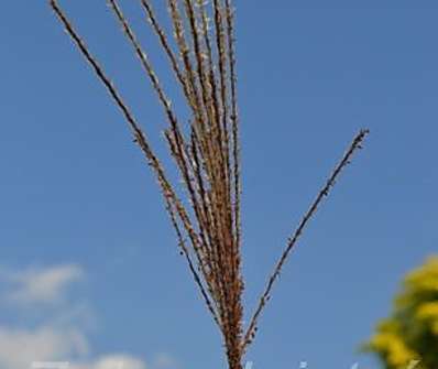 ozdobnice - Miscanthus sinensis 'Dronning Ingrid'