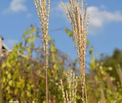 ozdobnice - Miscanthus sinensis 'Dronning Ingrid'