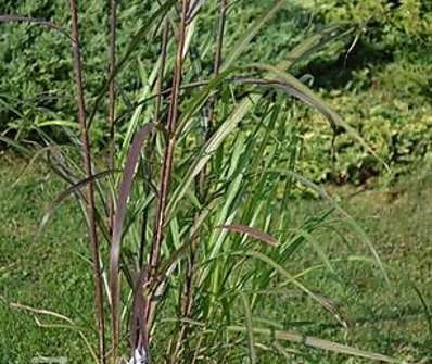 ozdobnice - Miscanthus sinensis 'Dronning Ingrid'