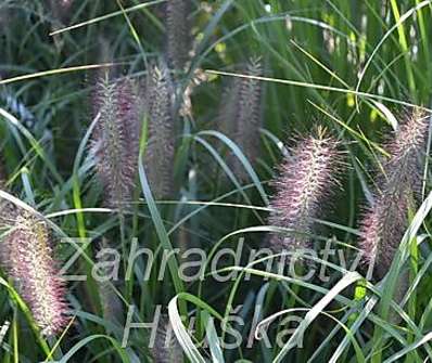 dochan - Pennisetum alopecuroides