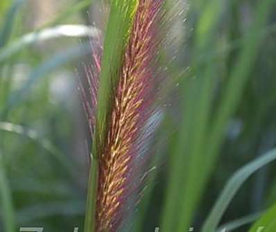 dochan - Pennisetum alopecuroides