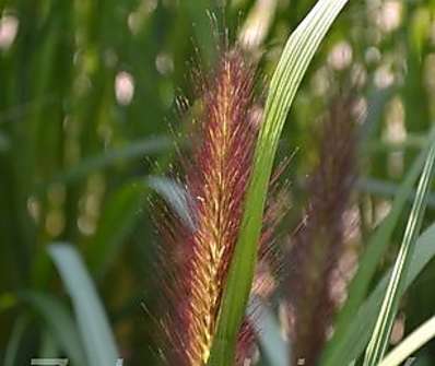 dochan - Pennisetum alopecuroides