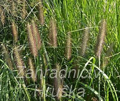 dochan - Pennisetum alopecuroides