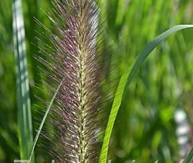 dochan - Pennisetum alopecuroides