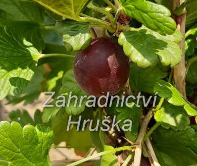 Angrešt Krasnoslovianski