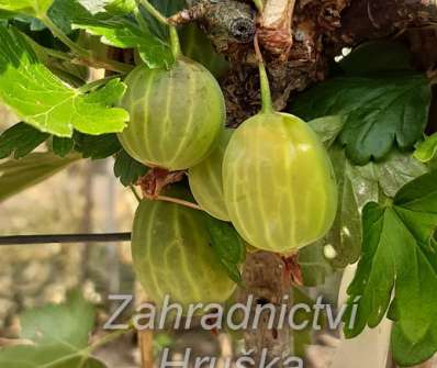 Angrešt Mucurines