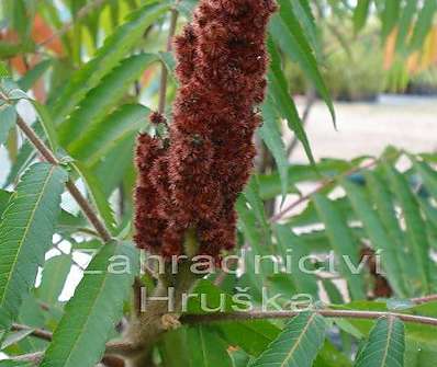 škumpa - Rhus typhina