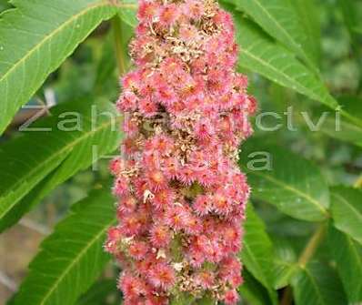 škumpa - Rhus typhina
