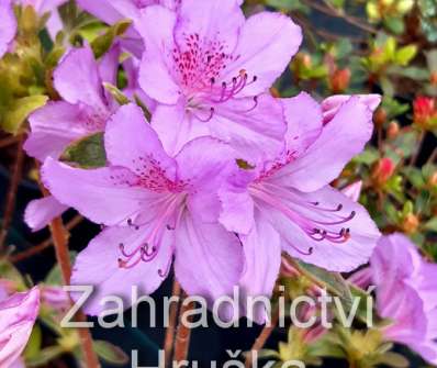 Azalea japonica 'Ledikanense'