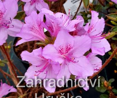 Azalea japonica 'Ledikanense'