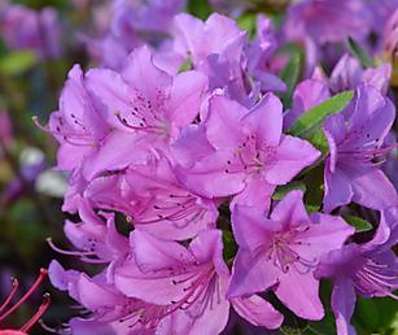 Azalea japonica 'Otava'
