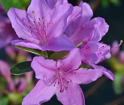 Azalea japonica 'Otava'