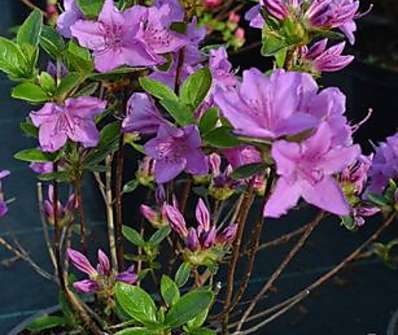 Azalea japonica 'Otava'