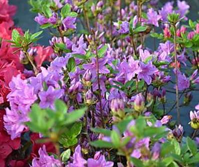 Azalea japonica 'Otava'