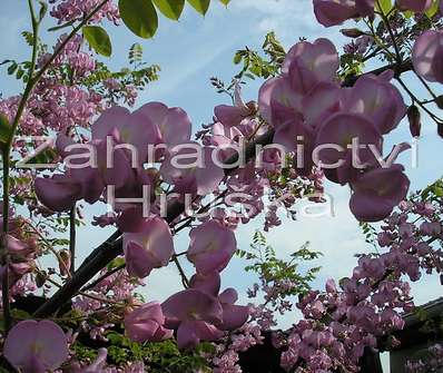 akát - Robinia hispida