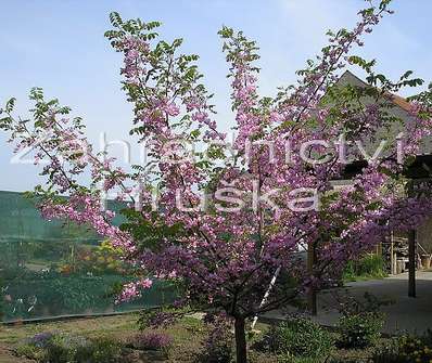 akát - Robinia hispida