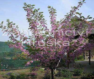 akát - Robinia hispida