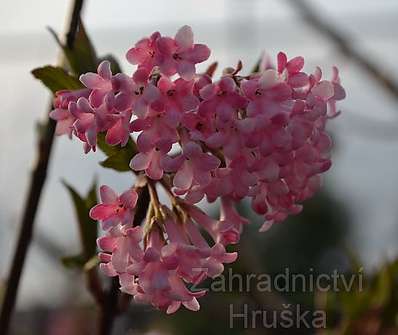 kalina - Viburnum bodnantense