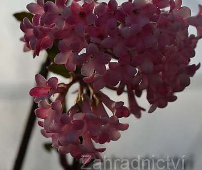 kalina - Viburnum bodnantense