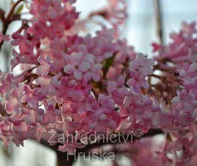 kalina - Viburnum bodnantense