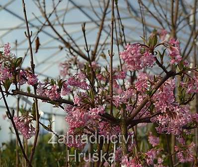 kalina - Viburnum bodnantense