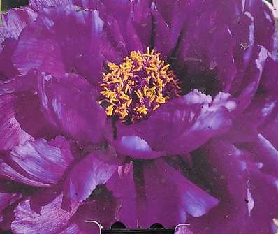 dřevitá pivoňka - Paeonia sufruticosa Wu long peng seng