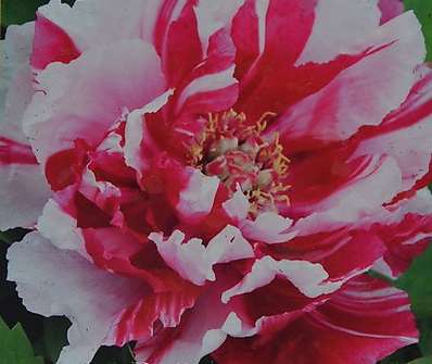 dřevitá pivoňka - Paeonia sufruticosa Shimanishiky