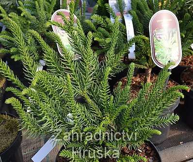 Cryptomeria japonica 'Dinger'