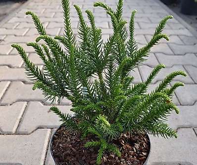 Cryptomeria japonica 'Dinger'