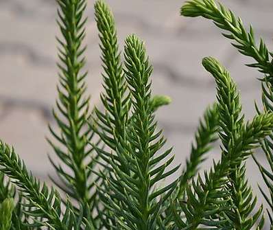 Cryptomeria japonica 'Dinger'