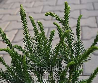 Cryptomeria japonica 'Dinger'