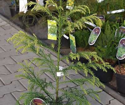 Cryptomeria japonica 'Sekkan'