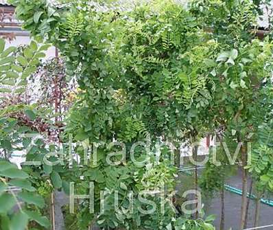 akát - Robinia pseudoacacia 'Twist Baby'