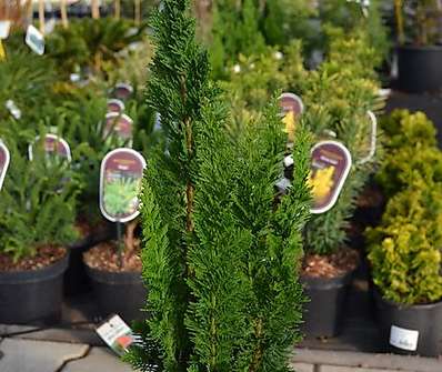 cypřišek - Chamaecyparis lawsoniana 'Little Spire'