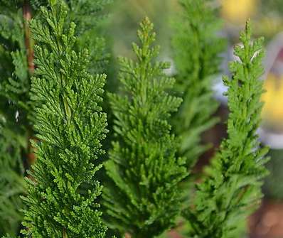 cypřišek - Chamaecyparis lawsoniana 'Little Spire'