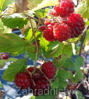 malinoosturžina Dorman Red