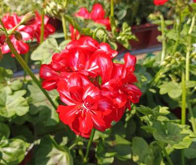 Pelargonium peltatum