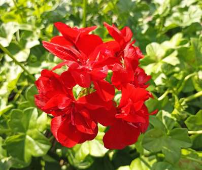 Pelargonium peltatum