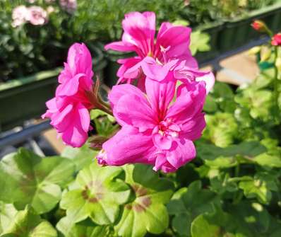 Pelargonium peltatum
