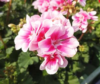 Pelargonium zonale