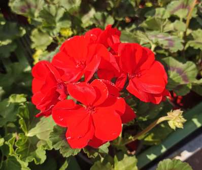 Pelargonium zonale