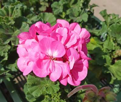 Pelargonium zonale