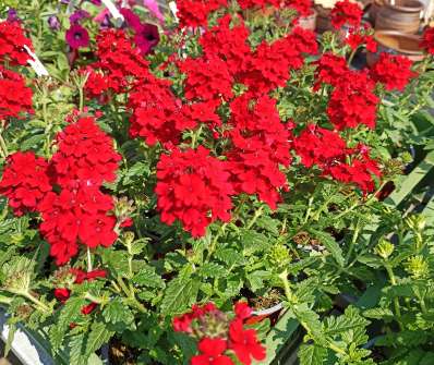 Verbena