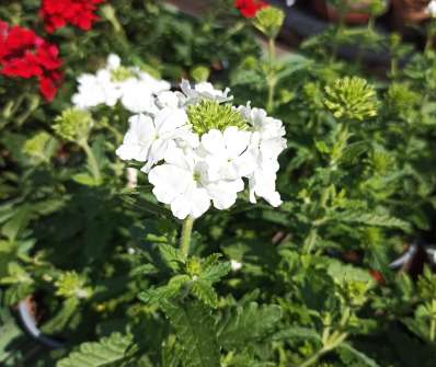 Verbena