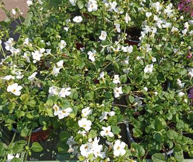 Bacopa