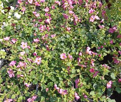 Bacopa