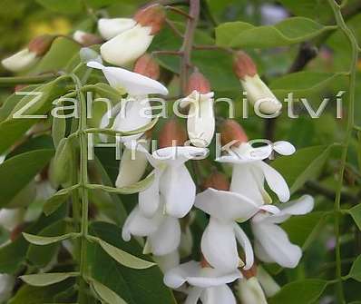 akát - Robinia pseudoacacia 'Tortuosa'