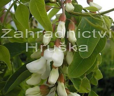 akát - Robinia pseudoacacia 'Tortuosa'