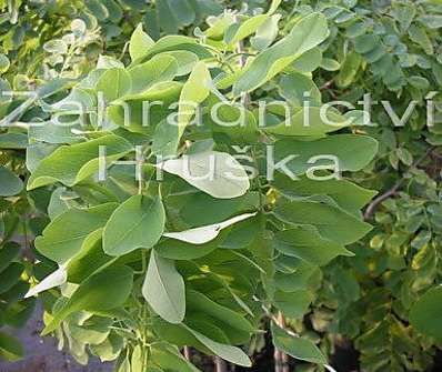 akát - Robinia pseudoacacia 'Tortuosa'