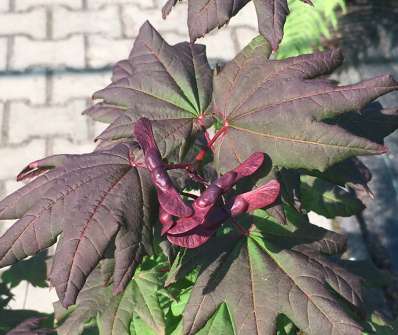 javor - Acer circinatum 'Burgundy Jewel'